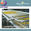 Fruit Sorter for Fruit Processing Equipment